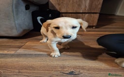 Goldador dogs for sale: Goldador Girl LAST ONE - Image 1