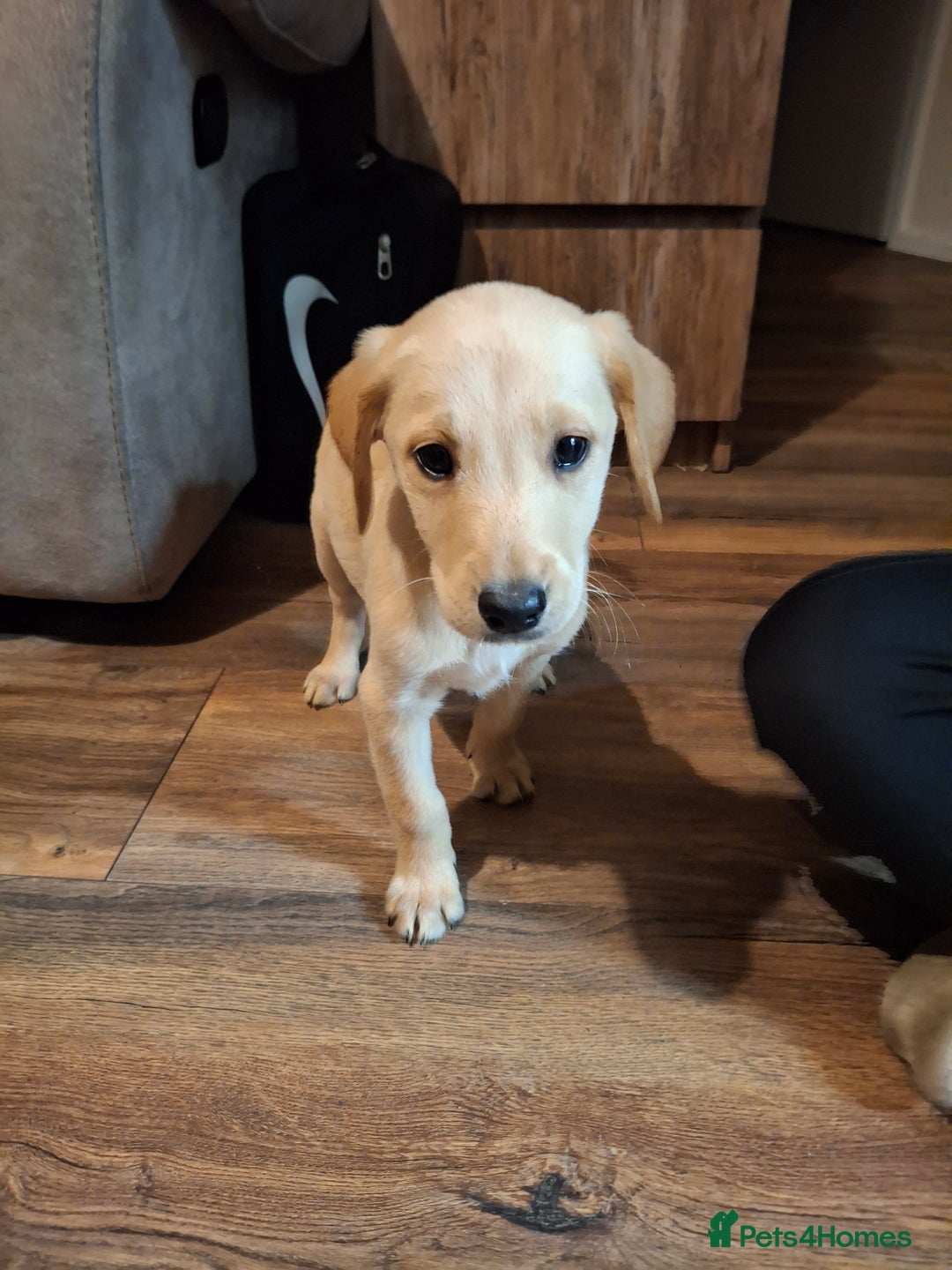 Goldador dogs for sale: Goldador Girl LAST ONE - Image 1