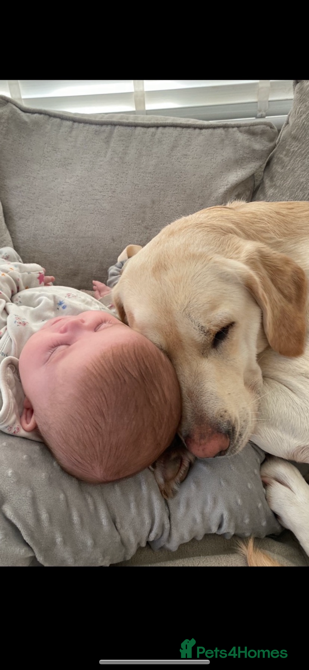 Golden Retriever dogs for sale: Golden retriever X goldador puppies - Image 5