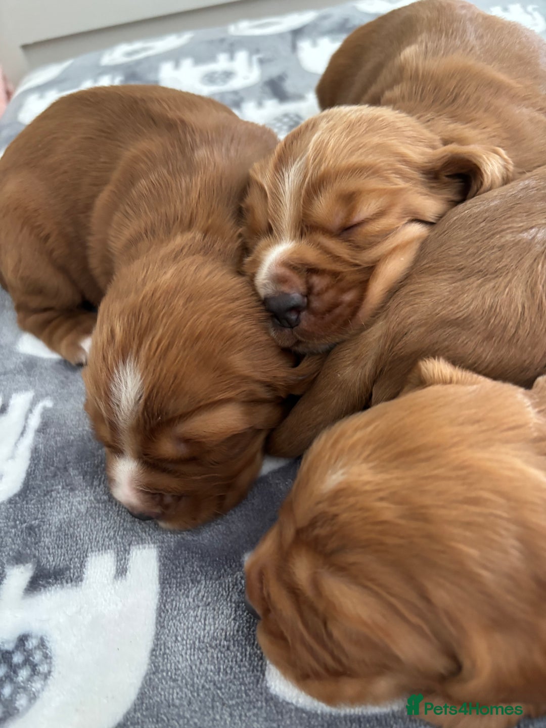 Cocker Spaniel dogs for sale: Litter of KC registered Working cocker spaniels - Advert 13