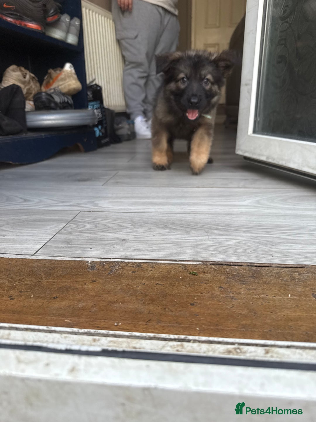 German Shepherd dogs for sale: READY NOW! German Shepherd x Belgian Malinois - Image 4