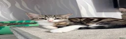 Domestic Shorthair cats for sale: 6 adorable kittens for sale - ready now  - Advert 14