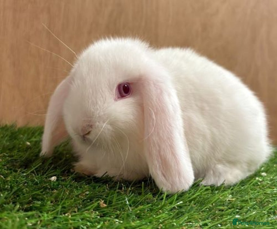 Mini Lop rabbits for sale: Beautiful friendly vaccinated Mini Lops - Image 2
