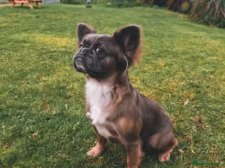 French Bulldog dogs Female Full Visual Fluffy French Bull Dog - Advert 1