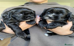 Mixed Breed dogs for sale: Cavapoo puppies - Image 1