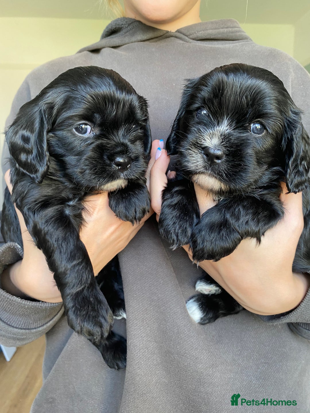 Mixed Breed dogs for sale: Cavapoo puppies - Image 1