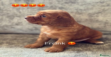 Cocker Spaniel dogs - Advert 4