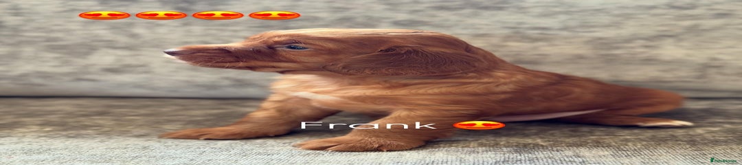 Cocker Spaniel Puppy - Frank