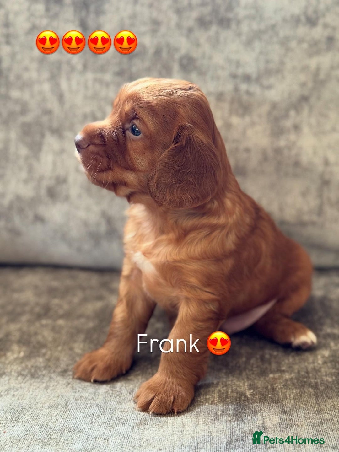 Cocker Spaniel dogs for sale: 🐾 Cocker Spaniel Puppies – Great FTC bloodlines - Image 2