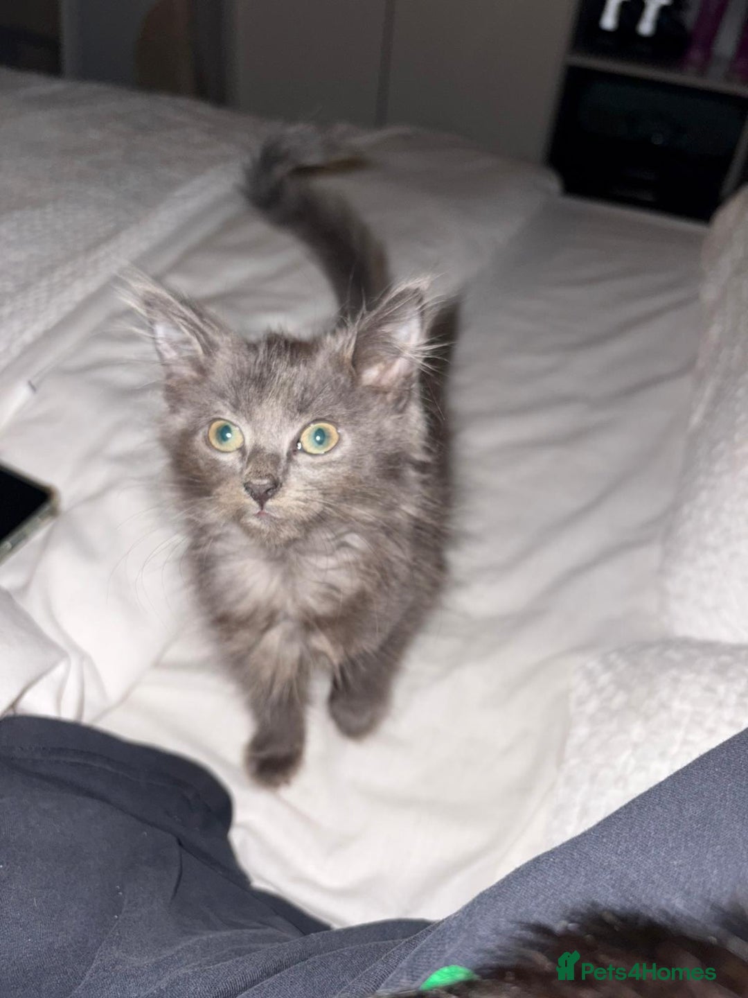 Mixed Breed cats for sale: 4 month old male long haired mixed - Advert 1