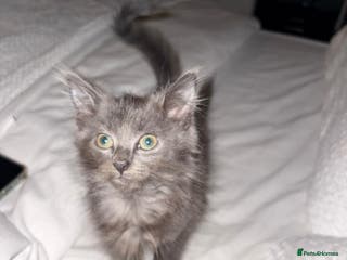 Mixed Breed cats 4 month old male long haired mixed - Advert 19