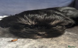 Lhasa Apso dogs for sale: Lhasa Apso Puppies – Tiny Tails, Big Hearts! - Image 21