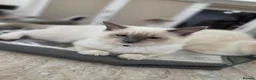 Ragdoll cats for sale: Last male Ragdoll kitten ready 2b rehomed (orange) - Advert 2