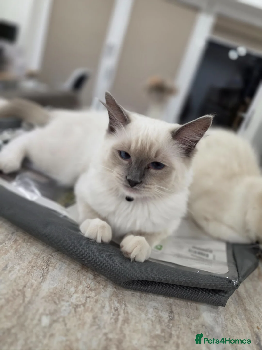Ragdoll cats for sale: Last male Ragdoll kitten ready 2b rehomed (orange) - Advert 2