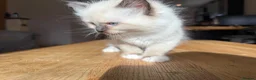 Ragdoll cats for sale: Ragdoll Kittens for Sale in Stirling - Advert 7