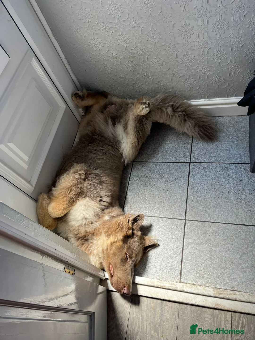 German Shepherd dogs for sale: Meet Sixty. Our Beautiful Isabella German Shepherd - Advert 11