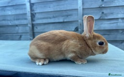 Rex rabbits for sale: 2 show quality beautiful mini Rex orange bucks - Image 7