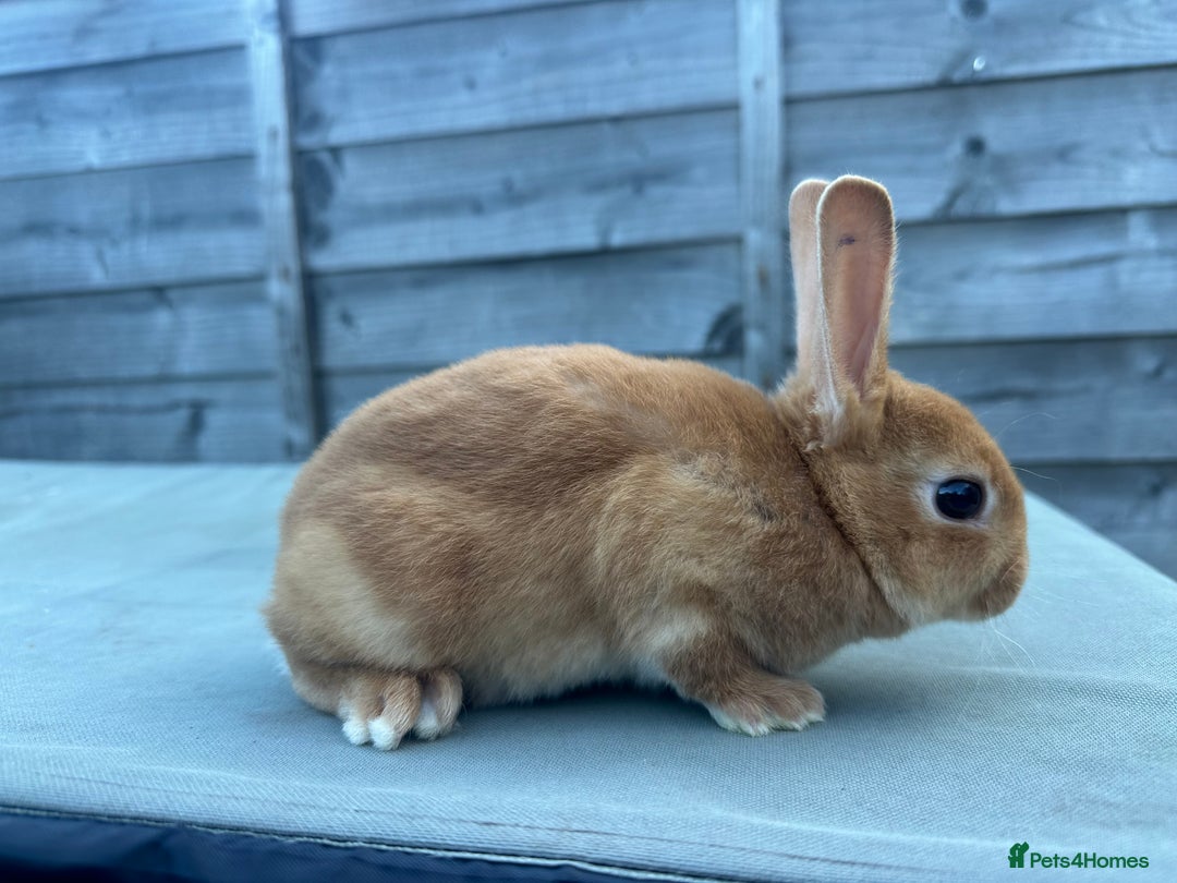 Rex rabbits for sale: 2 show quality beautiful mini Rex orange bucks - Image 7