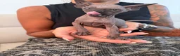 Sphynx cats for sale: Tica registered sphynx kittens  - Advert 5