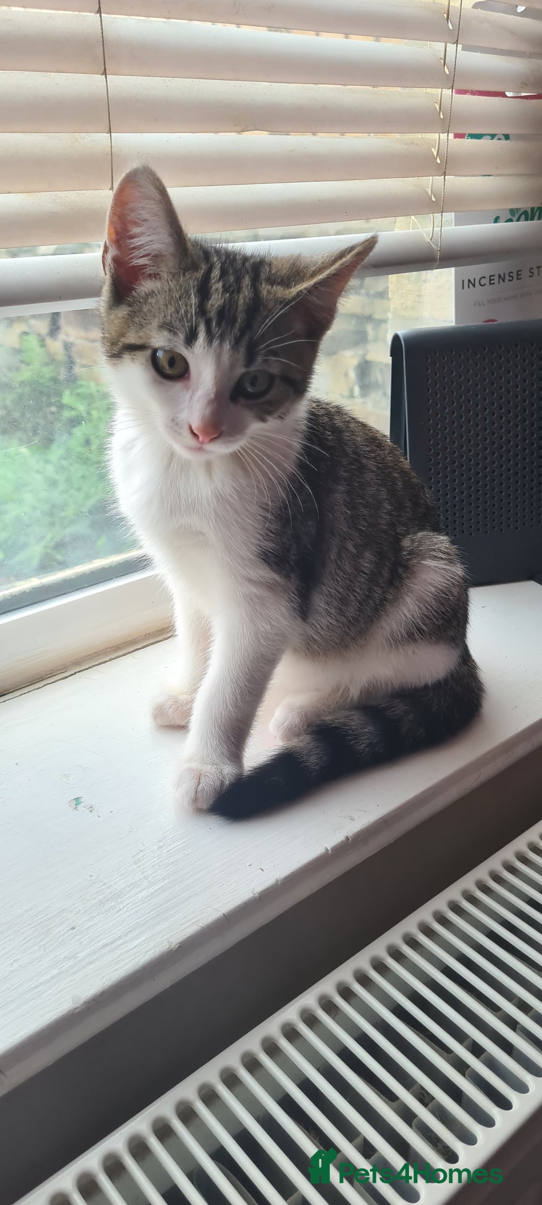 Bengal cats for sale: Adorable cuddly male - Image 1