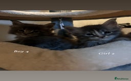 Maine Coon cats for sale: Mainecoon Kittens  - Image 22