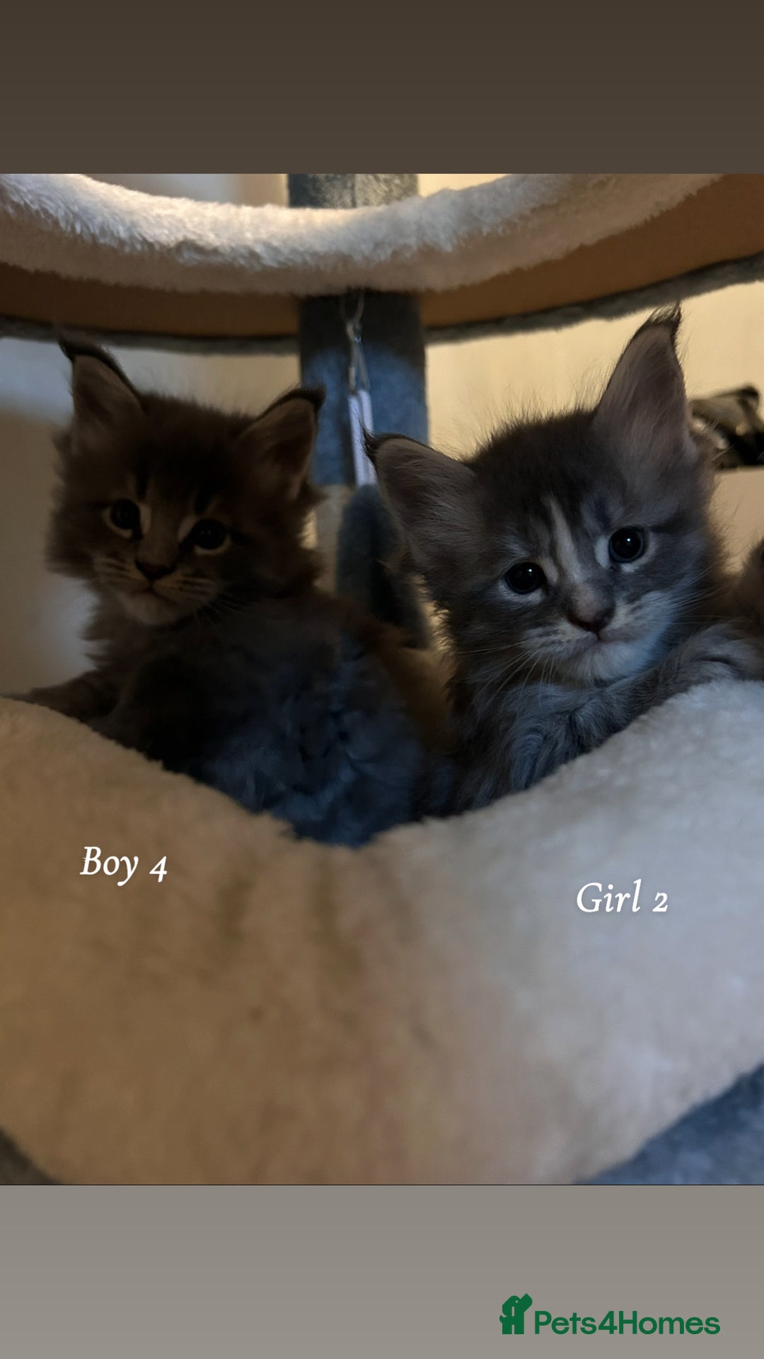 Maine Coon cats for sale: Mainecoon Kittens  - Image 22