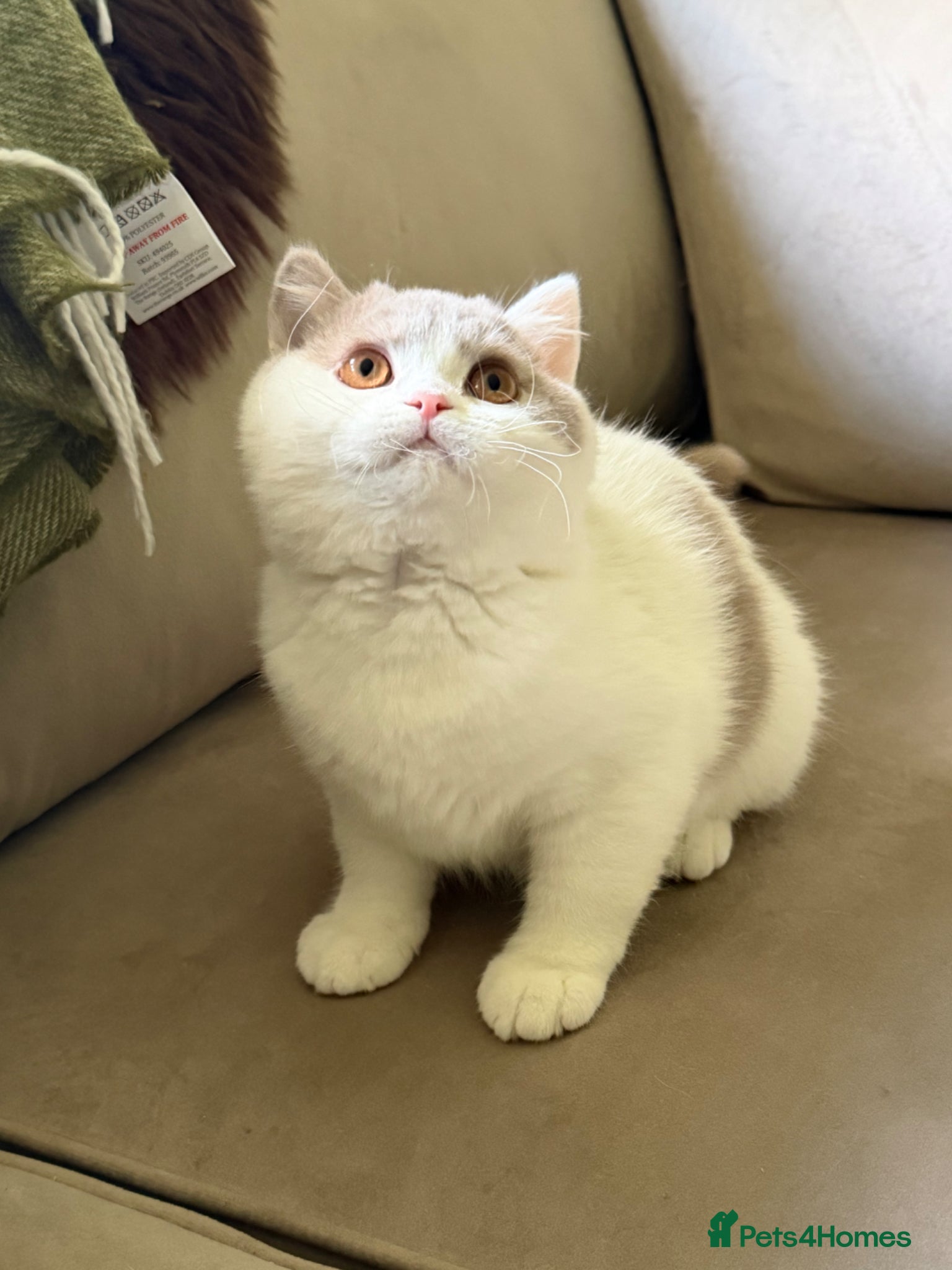 British Shorthair cats READY NOW Fawn and white tica reg male - Advert 9