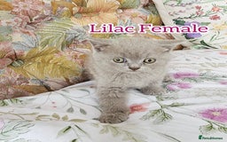 British Shorthair cats for sale: British shorthair kittens for sale - Image 3