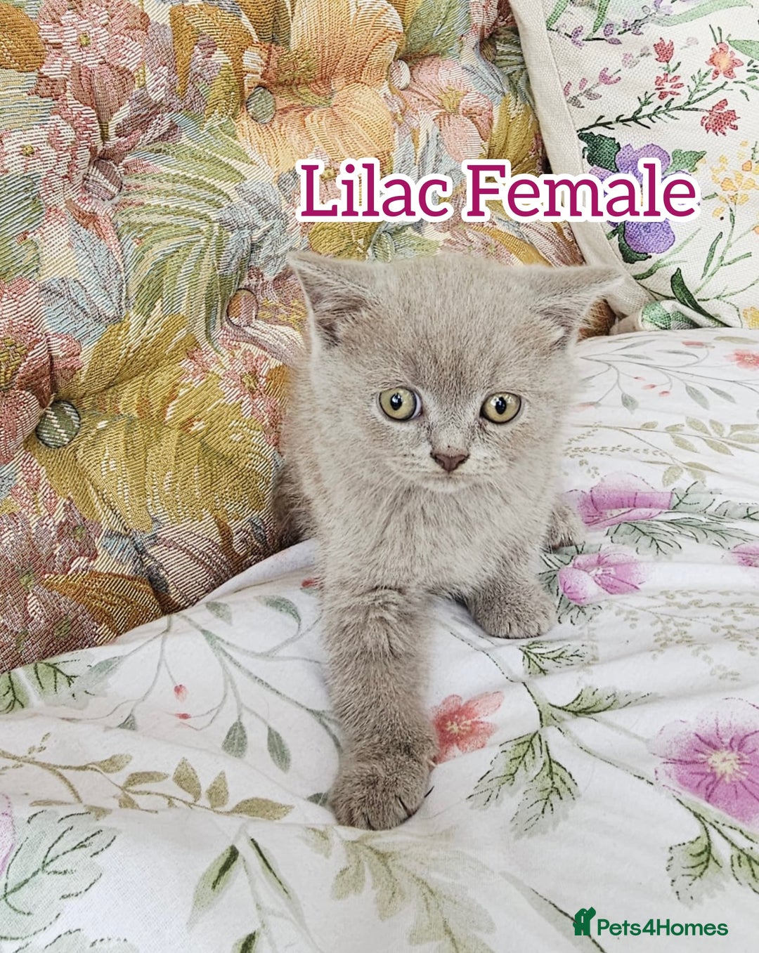 British Shorthair cats for sale: British shorthair kittens for sale - Image 3