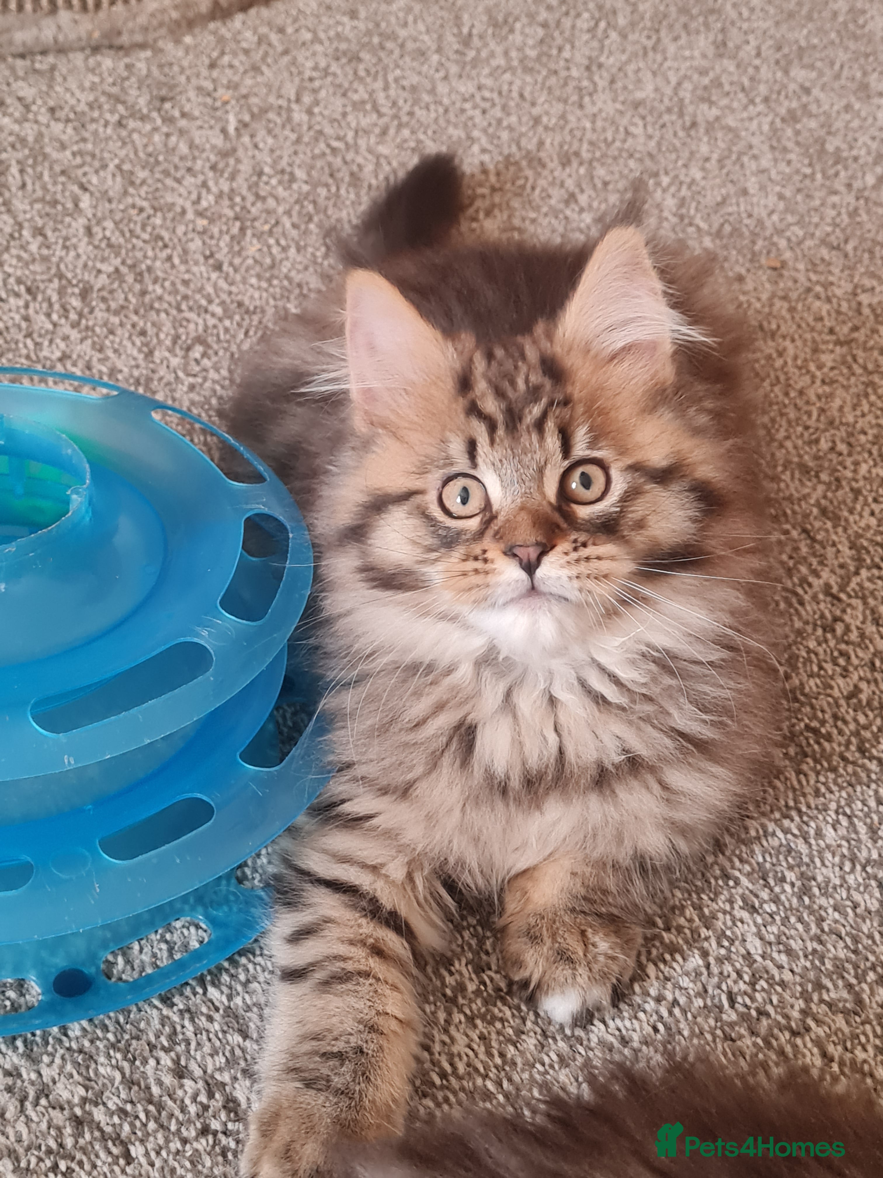 Maine Coon cats Beautiful Pedigree Mainecoons - Advert 14