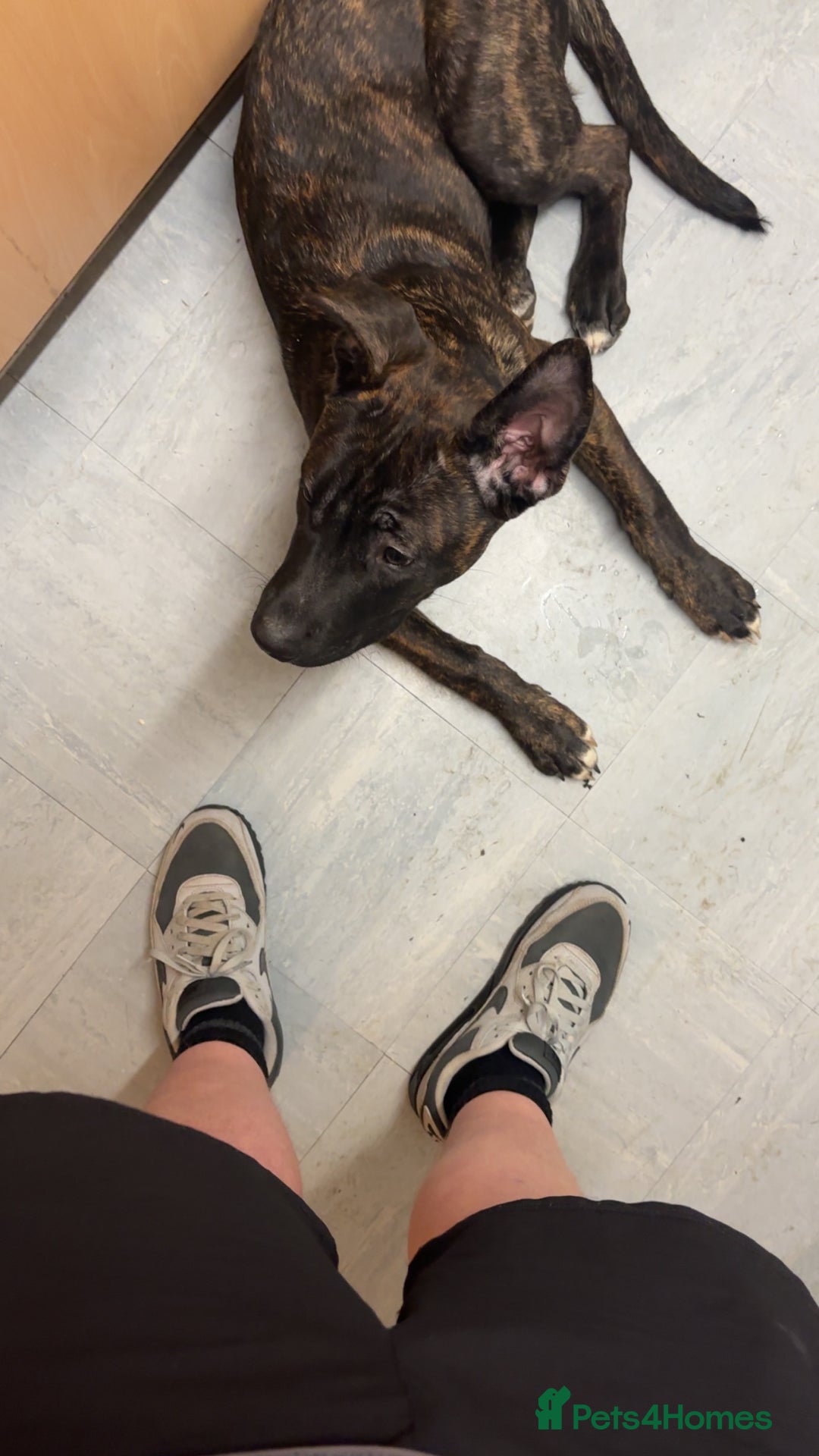 Mixed Breed dogs for sale: Zeus - Belgian malinois x Japanese Akita - Advert 7