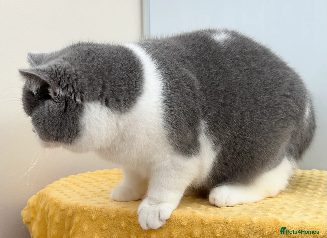 British Shorthair cats for sale: Gorgeous British Female - Advert 2