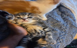 Scottish Fold cats for sale: Beautiful Scottish Folds - Image 7