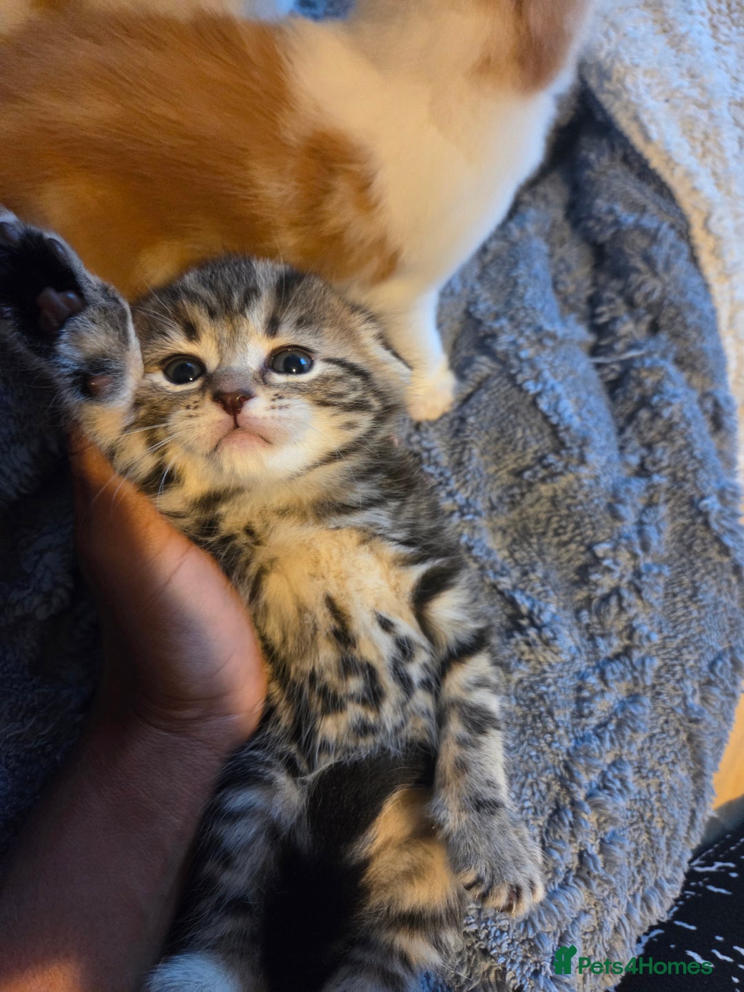 Scottish Fold cats for sale: Beautiful Scottish Folds - Image 7