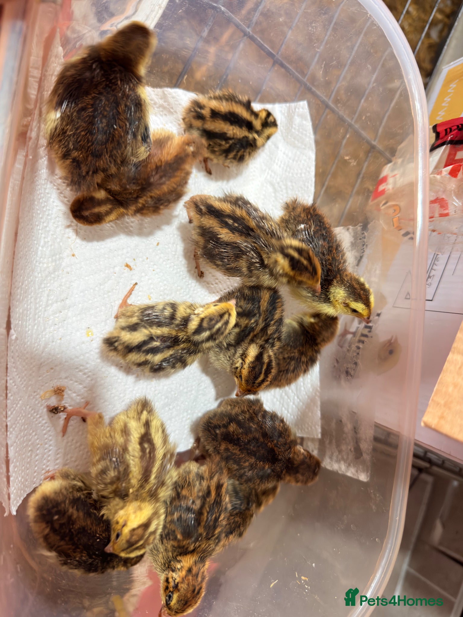 Quail poultry Coturnix Quail Chicks - Advert 13