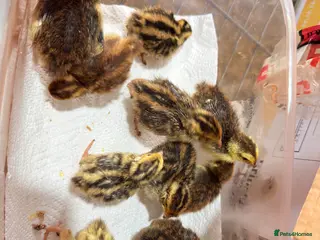 Quail poultry Coturnix Quail Chicks - Advert 13