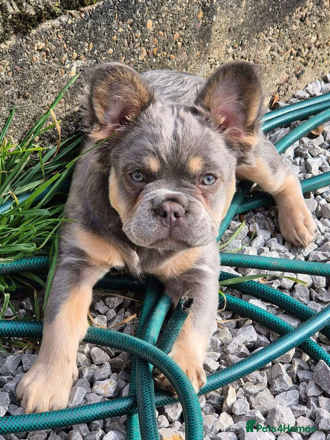 French Bulldog dogs for stud: Rfg tested aa lilac quad fluffy carrying testable in Sheffield - Advert 29