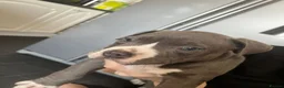 American Bully dogs for sale: Stunning chunky micro pocket Bullies  - Advert 7