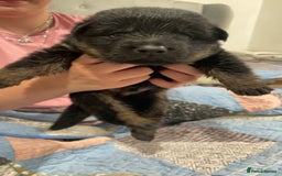 German Shepherd dogs for sale: 2 GORGEOUS MALE PUPPIES  - Image 5