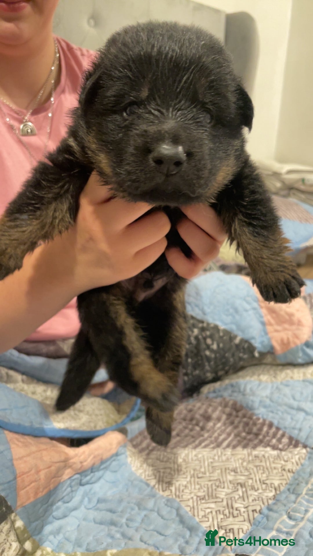 German Shepherd dogs for sale: 2 GORGEOUS MALE PUPPIES  - Image 5