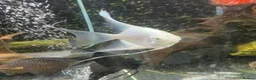Angelfish fish for sale: LONG FIN GOLDEN ANGELS - Advert 10