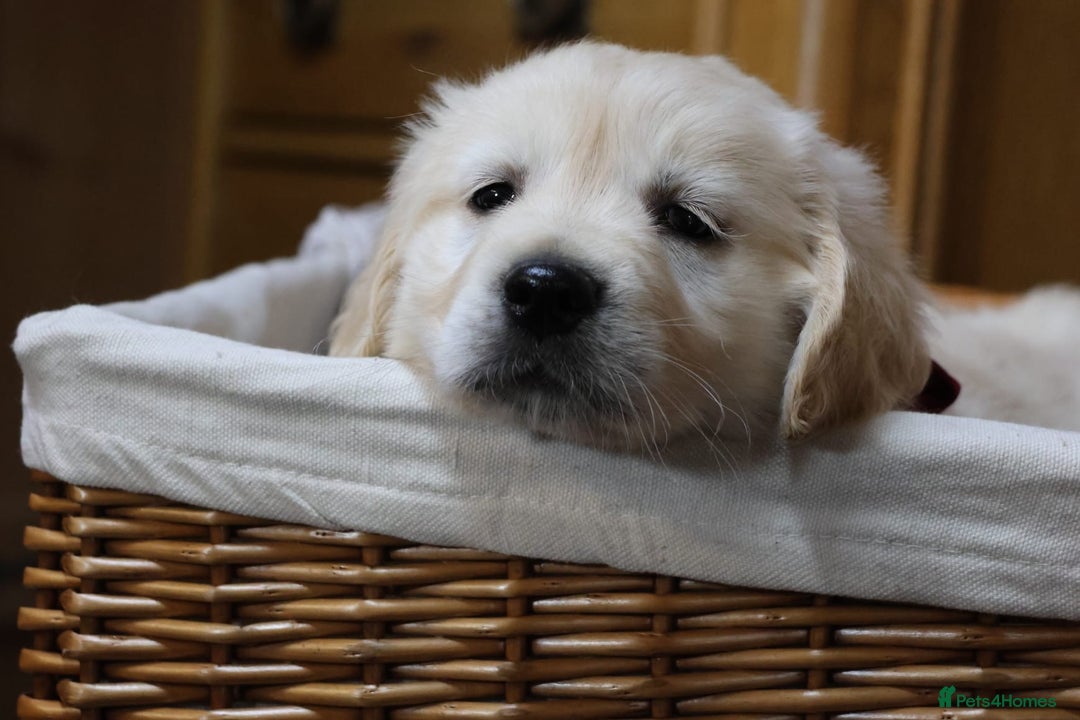 Golden Retriever dogs for sale: Out of DNA tested, kind & Champion bloodlines - Image 27