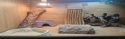 Bearded Dragon reptiles for sale: 4ft vivarium for bearded dragon or similar  in Keighley - Advert 5