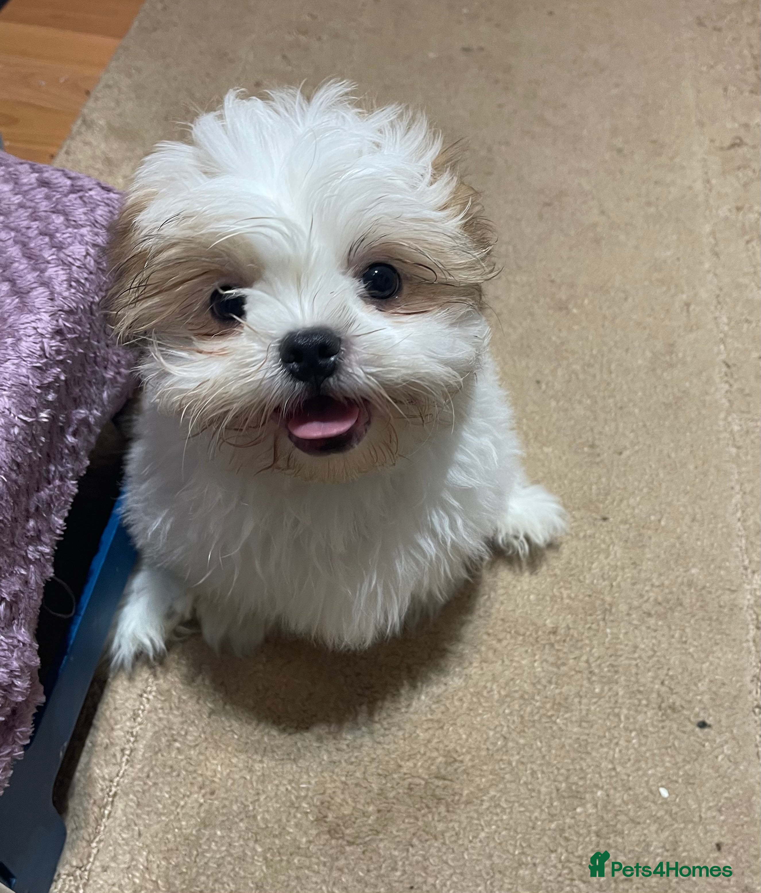 Shih Tzu dogs Standard pure bred Girl puppy. - Advert 3