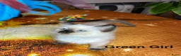 Ragdoll cats for sale: 💖Fabulous Pure Ragdoll Kittens Waiting for Love❤️ - Advert 15