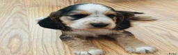 Cocker Spaniel dogs for sale: Cocker Spaniel puppies  in Widnes - Advert 4