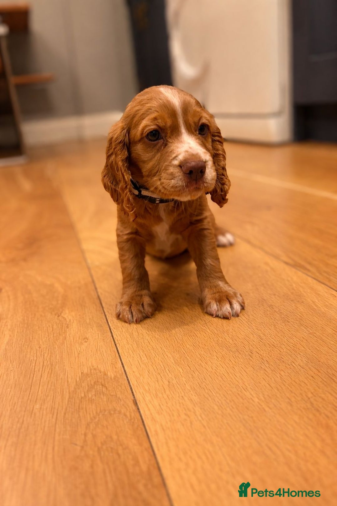 Cocker Spaniel dogs for stud: Kc registered, Pedigree stud. in Gloucester - Advert 26