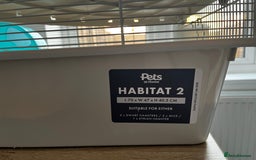 Hamster rodents for sale: Syrian hamster needing adoption  - Image 6