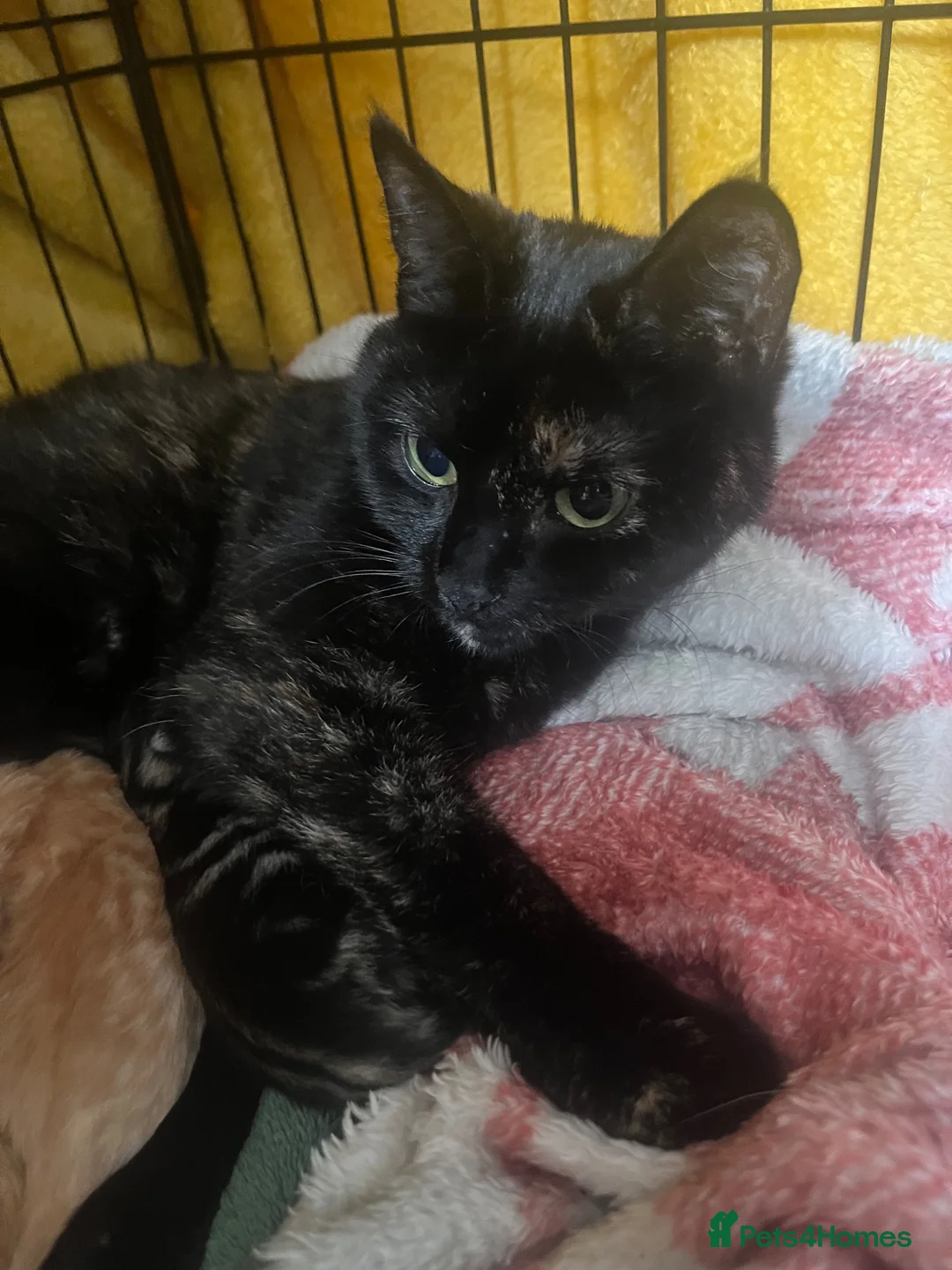 Mixed Breed cats for sale: Nova - 1yr old looking for her forever home - Advert 1