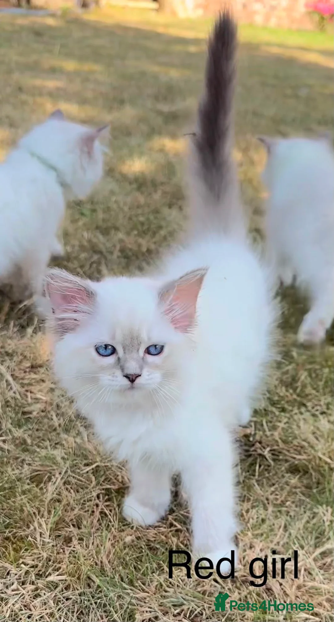 Ragdoll cats for sale: Beautiful Ragdoll in Stourport-on-Severn - Advert 2